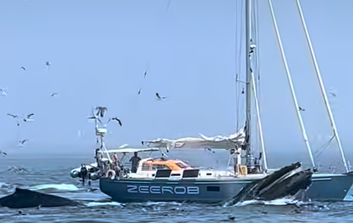 30. Bultruggen op Cape Cod