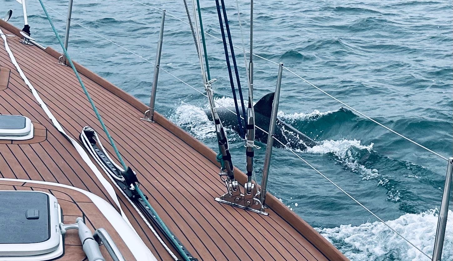 3. Zuid Engeland tussen Brighton en Cowes. Dolfijn3.1